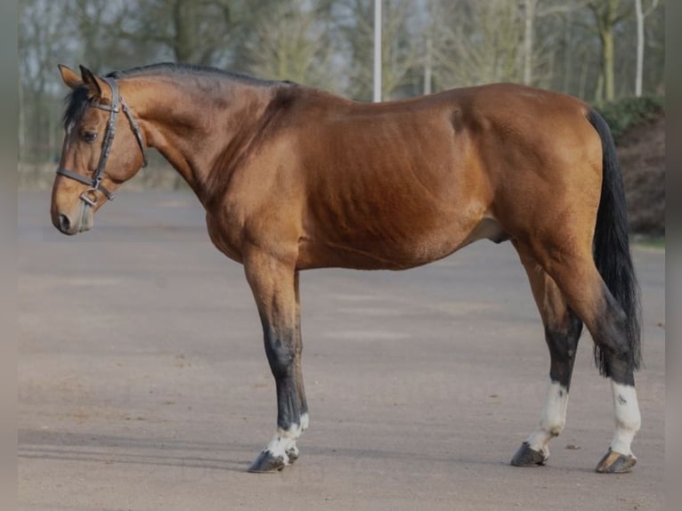 Belgian Warmblood Stallion 16 years 16,1 hh Brown in Olen