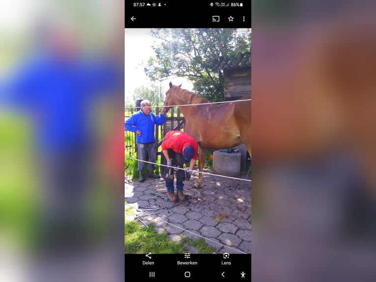 Belgian Warmblood Stallion 19 years 16,2 hh Chestnut-Red in Laarne