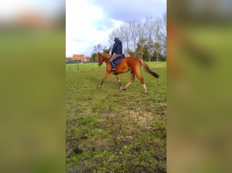 Belgian Warmblood Stallion 19 years 16,2 hh Chestnut-Red in Laarne