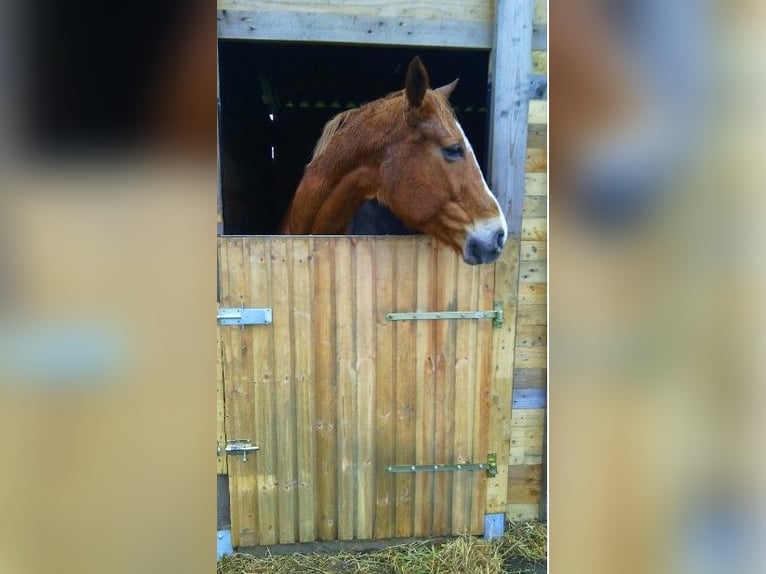 Belgian Warmblood Stallion 19 years 16,2 hh Chestnut-Red in Laarne