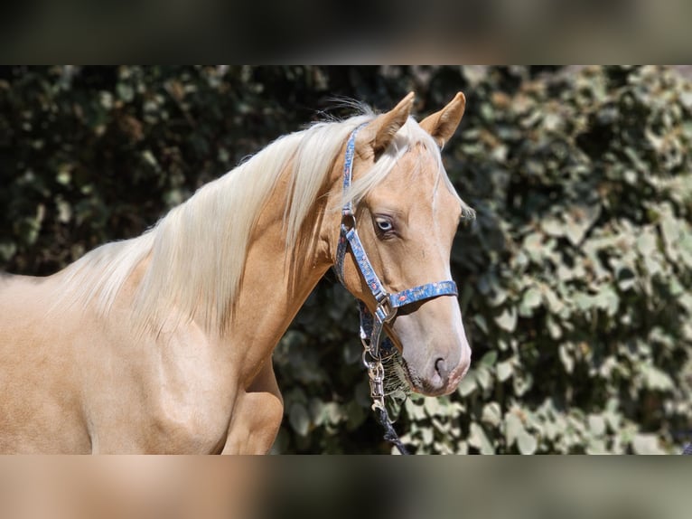 Belgian Warmblood Stallion 1 year 13,2 hh Palomino in Visz