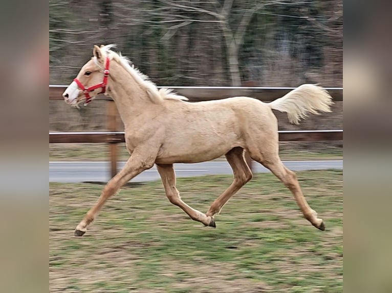 Belgian Warmblood Stallion 1 year 13,2 hh Palomino in Visz