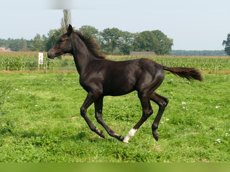 Belgian Warmblood Stallion 1 year 13,2 hh Smoky-Black in Bocholt