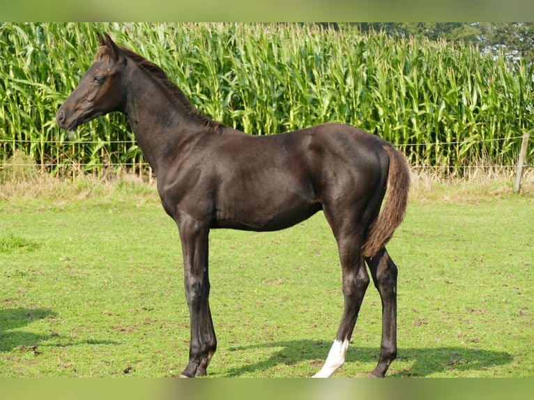 Belgian Warmblood Stallion 1 year 13,2 hh Smoky-Black in Bocholt