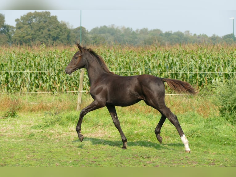 Belgian Warmblood Stallion 1 year 13,2 hh Smoky-Black in Bocholt