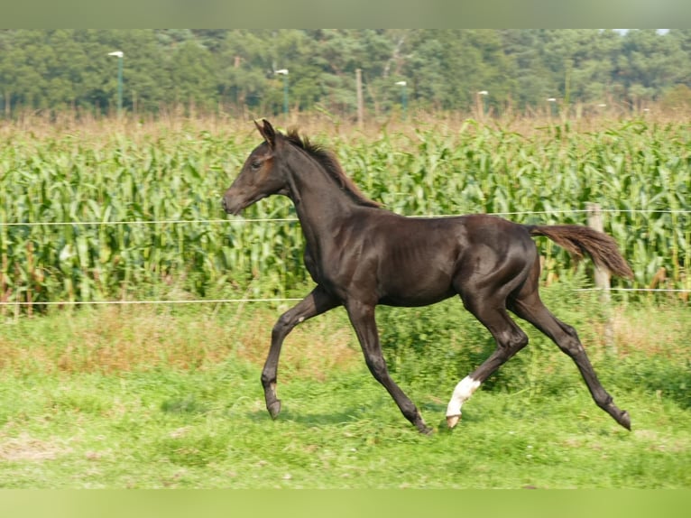 Belgian Warmblood Stallion 1 year 13,2 hh Smoky-Black in Bocholt