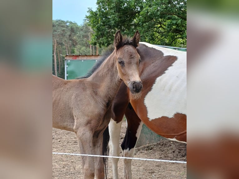 Belgian Warmblood Stallion 1 year 13,2 hh Smoky-Black in Bocholt