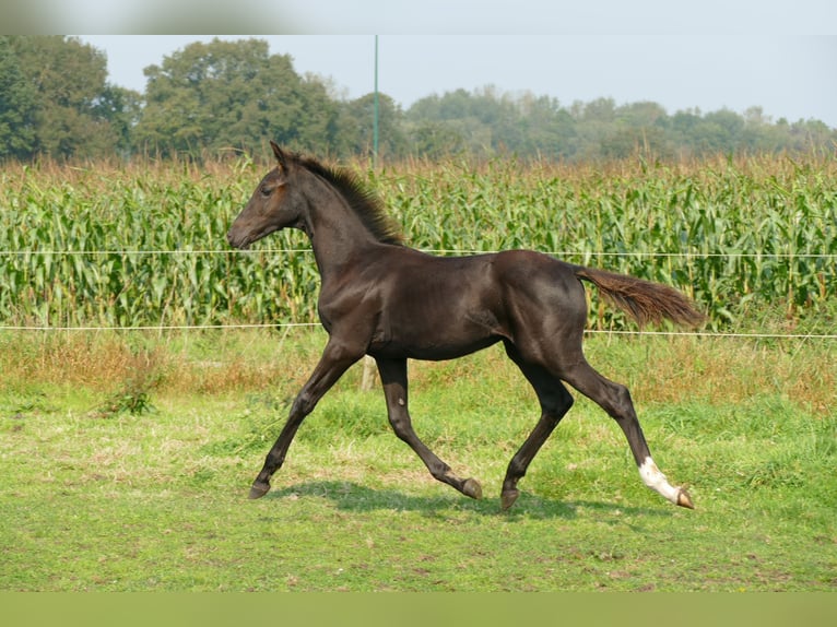 Belgian Warmblood Stallion 1 year 13,2 hh Smoky-Black in Bocholt