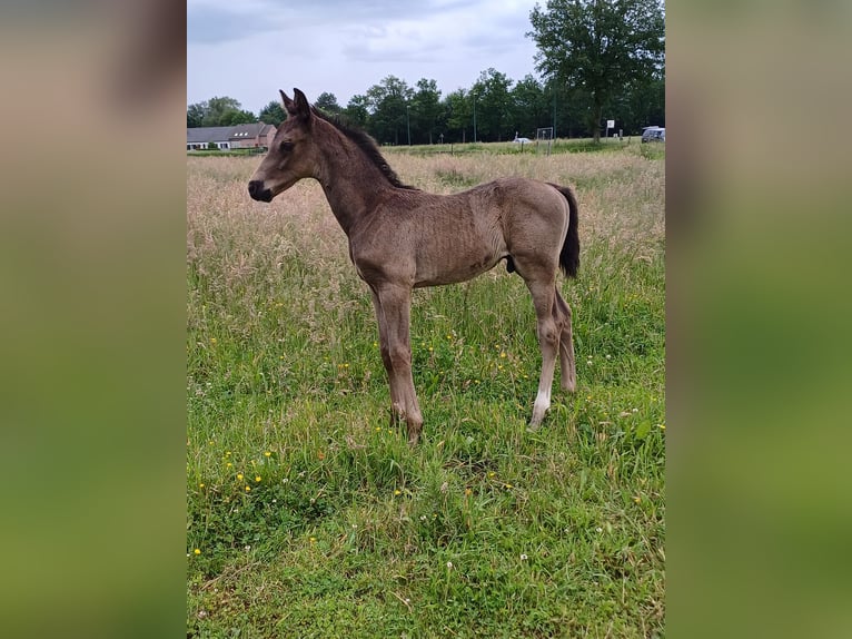 Belgian Warmblood Stallion 1 year 13,2 hh Smoky-Black in Bocholt