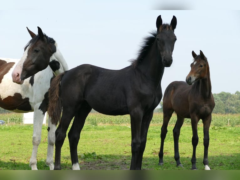 Belgian Warmblood Stallion 1 year 13,2 hh Smoky-Black in Bocholt