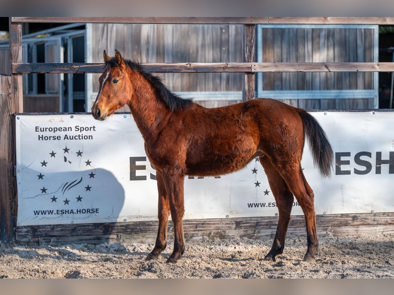 Belgian Warmblood Stallion 1 year 14.1 hh  in GROTE-BROGEL