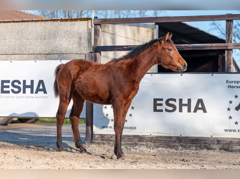 Belgian Warmblood Stallion 1 year 14.1 hh  in GROTE-BROGEL