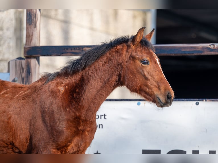 Belgian Warmblood Stallion 1 year 14,1 hh  in GROTE-BROGEL