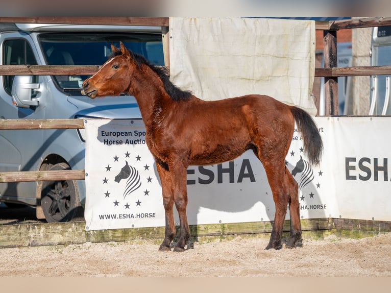 Belgian Warmblood Stallion 1 year 14,1 hh  in GROTE-BROGEL