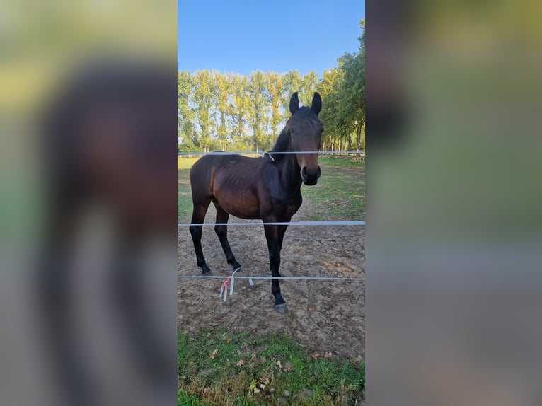 Belgian Warmblood Stallion 1 year 14,2 hh Bay-Dark in Puurs