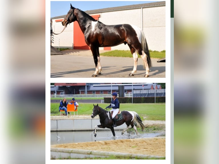 Belgian Warmblood Stallion 1 year 15,2 hh Tobiano-all-colors in Paturages