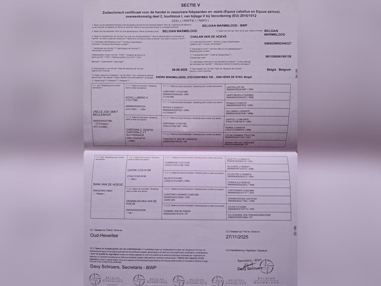 Belgian Warmblood Stallion 1 year 16.2 hh Brown in Herk-de-Stad