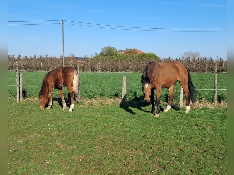 Belgian Warmblood Stallion 1 year 16.2 hh Brown in Herk-de-Stad