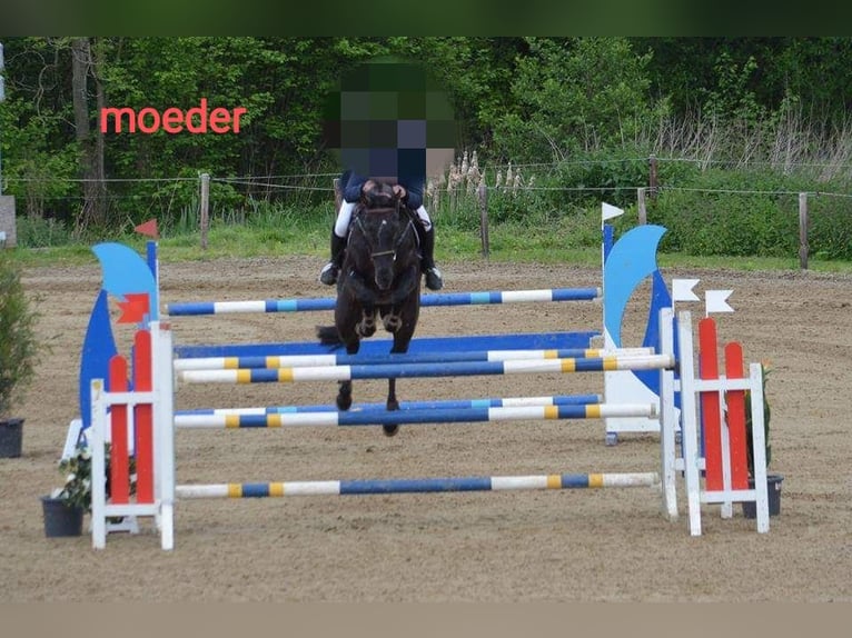 Belgian Warmblood Stallion 1 year 16,2 hh Brown in Ieper