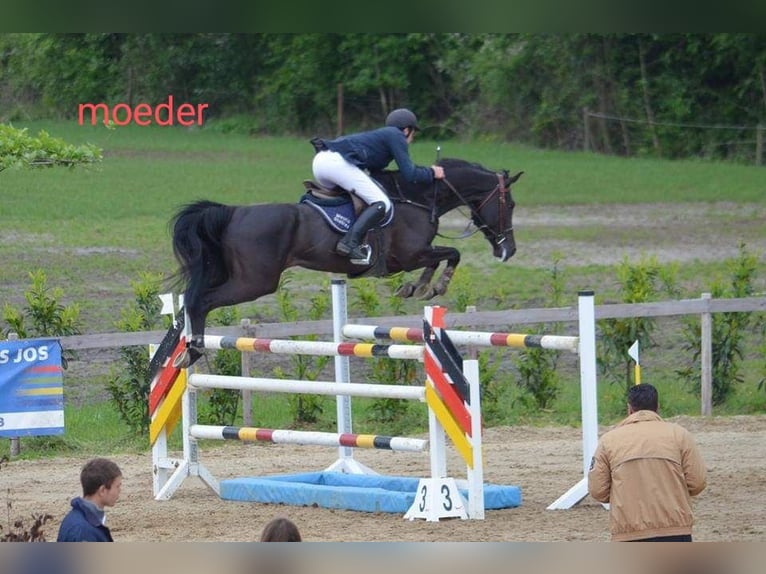 Belgian Warmblood Stallion 1 year 16,2 hh Brown in Ieper