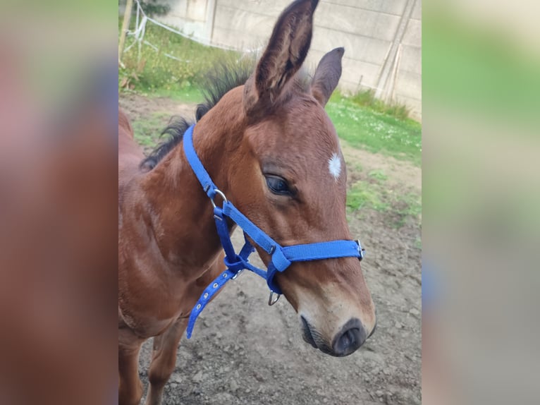 Belgian Warmblood Stallion 1 year 16,2 hh Brown in Ieper