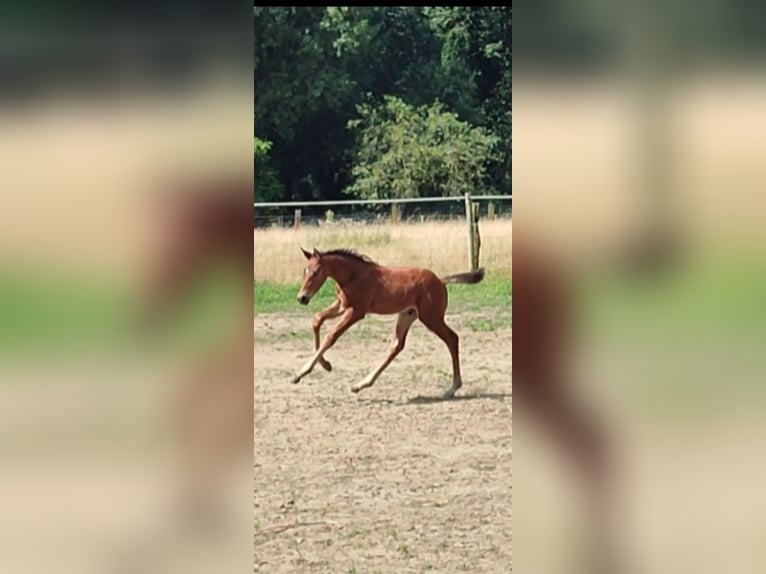 Belgian Warmblood Stallion 1 year 16,2 hh Brown in Ieper