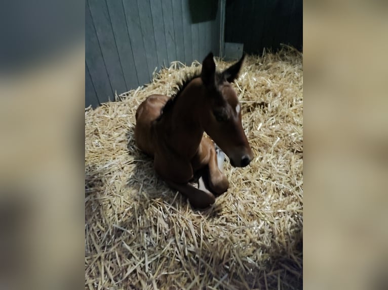 Belgian Warmblood Stallion 1 year 16,2 hh Brown in Ieper