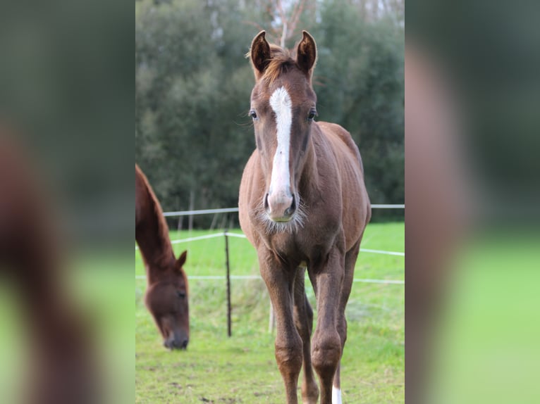 Belgian Warmblood Stallion 1 year 16,2 hh Chestnut-Red in breendonk