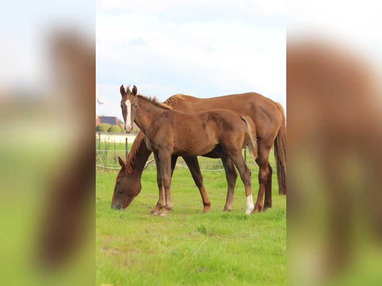 Belgian Warmblood Stallion 1 year 16,2 hh Chestnut-Red in breendonk