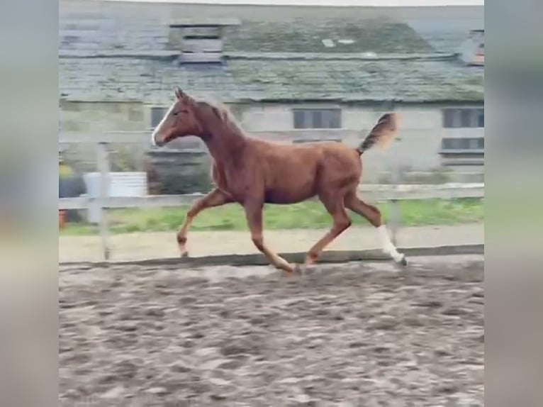 Belgian Warmblood Stallion 1 year 16.3 hh Chestnut-Red in breendonk