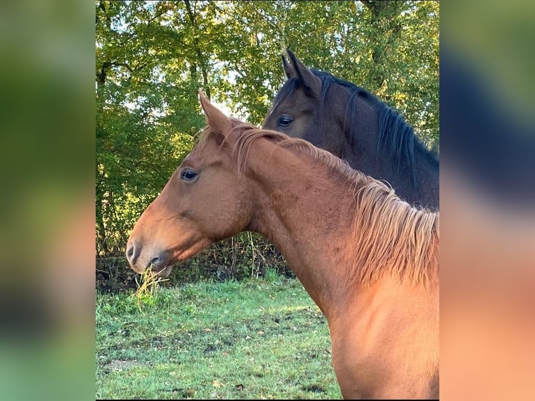 Belgian Warmblood Stallion 1 year 16 hh Chestnut-Red in Münster