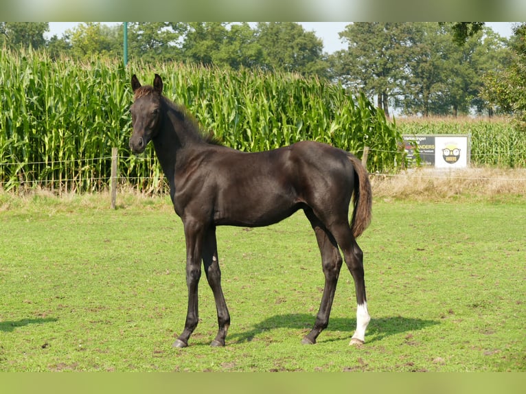 Belgian Warmblood Stallion 1 year 16,1 hh Smoky-Black in Vorselaar