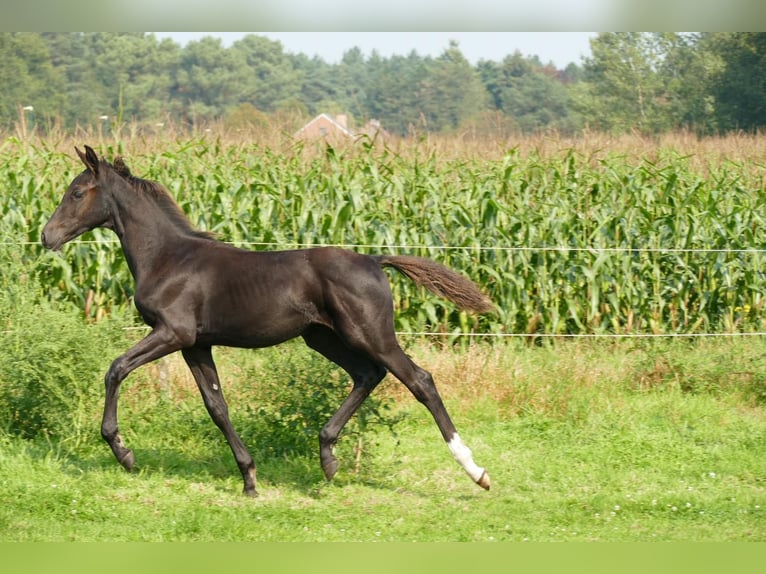 Belgian Warmblood Stallion 1 year 16,1 hh Smoky-Black in Vorselaar