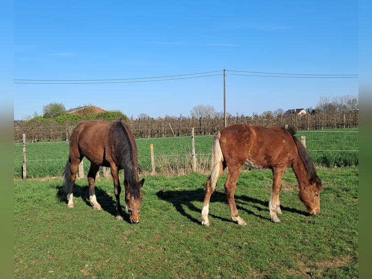 Belgian Warmblood Stallion 1 year 16,2 hh Brown in Herk-de-Stad