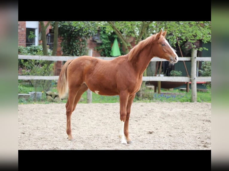 Belgian Warmblood Stallion 1 year 17 hh Chestnut-Red in Neuenkirchen-Vörden