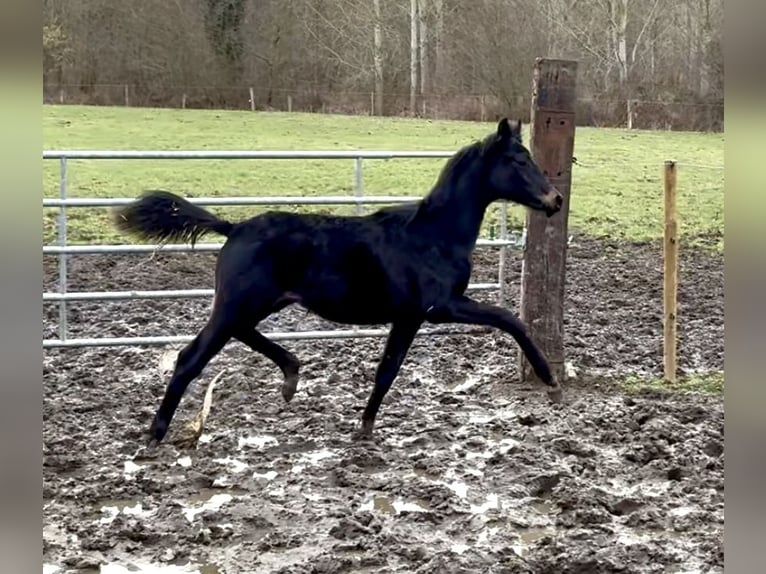 Belgian Warmblood Stallion 1 year Bay-Dark in Zemst