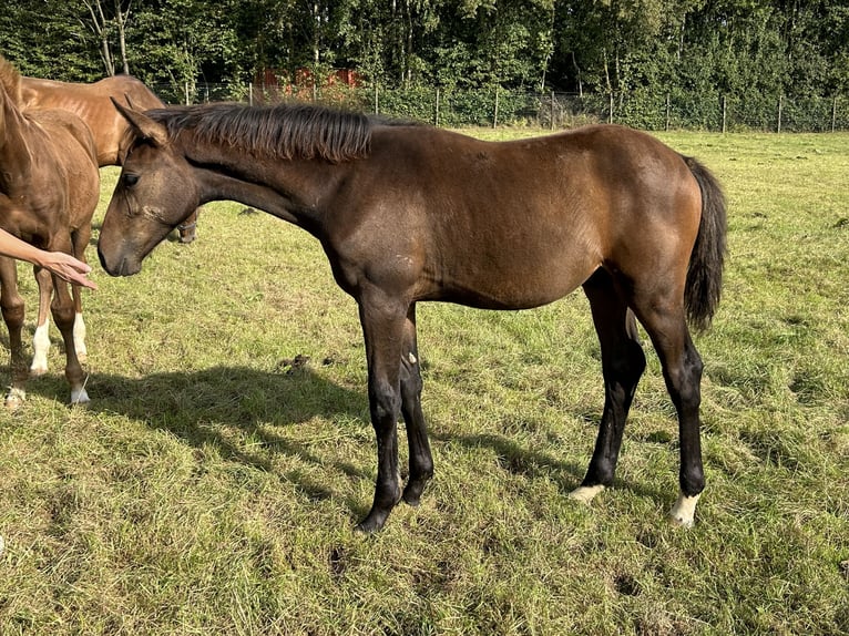 Belgian Warmblood Stallion 1 year Bay-Dark in Neerglabbeek