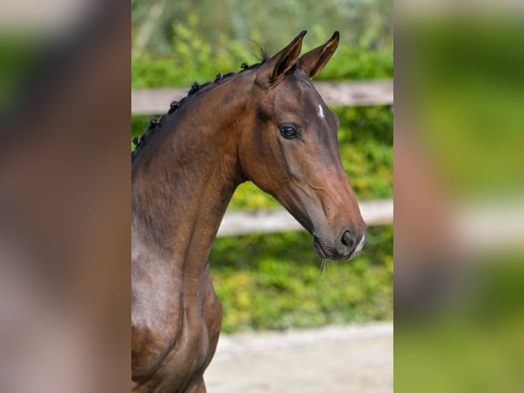 Belgian Warmblood Stallion 1 year Bay-Dark in Waasmunster