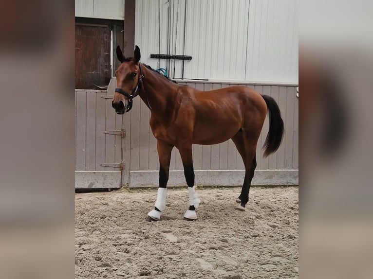 Belgian Warmblood Stallion 1 year Brown-Light in Kalfort