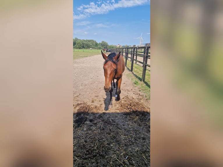 Belgian Warmblood Stallion 1 year Brown-Light in Kalfort