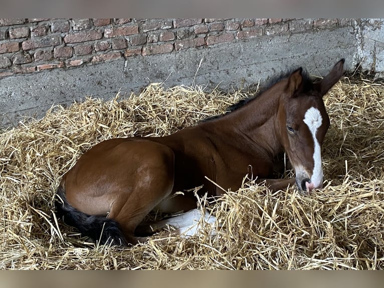 Belgian Warmblood Stallion 1 year Brown in Lokeren