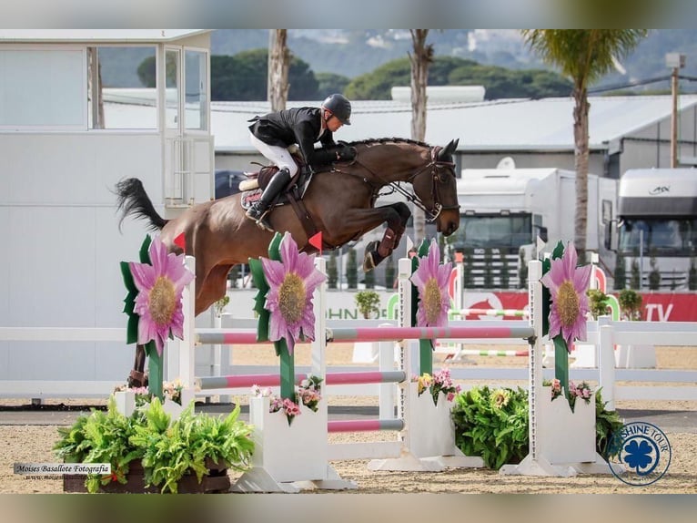 Belgian Warmblood Stallion 1 year Brown in Lokeren