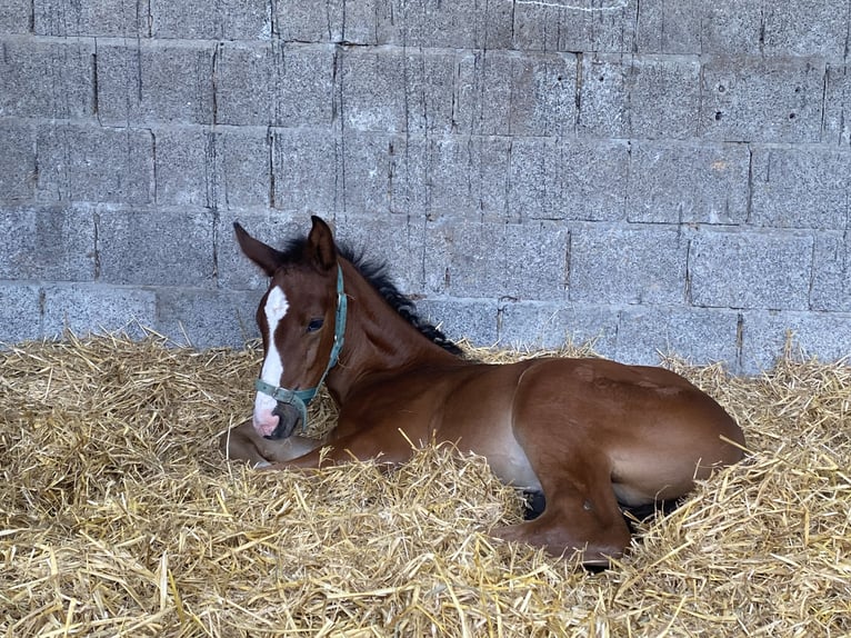 Belgian Warmblood Stallion 1 year Brown in Lokeren