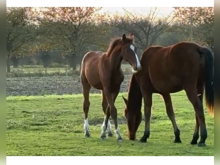 Belgian Warmblood Stallion 1 year Brown in Lokeren