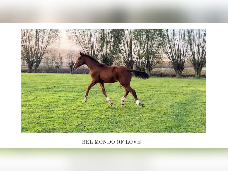 Belgian Warmblood Stallion 1 year Brown in Lokeren