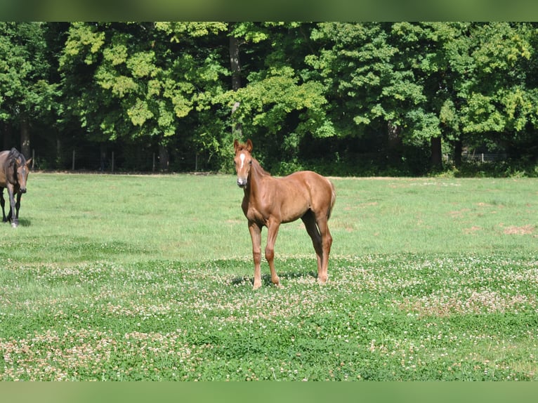 Belgian Warmblood Stallion 1 year Chestnut-Red in Grote Brogel