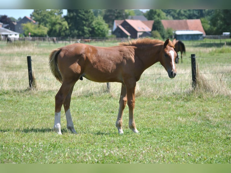 Belgian Warmblood Stallion 1 year Chestnut-Red in Grote Brogel