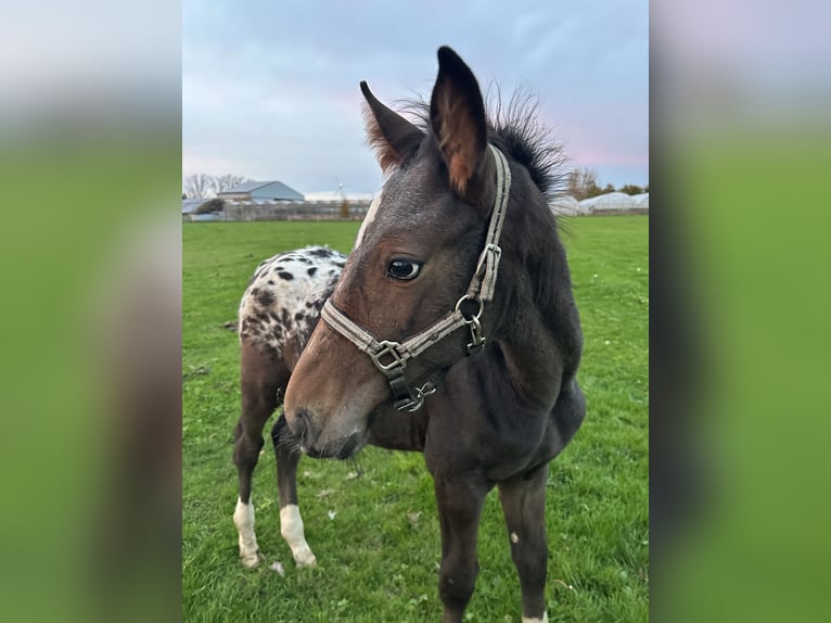 Belgian Warmblood Stallion 1 year Overo-all-colors in Neerharen
