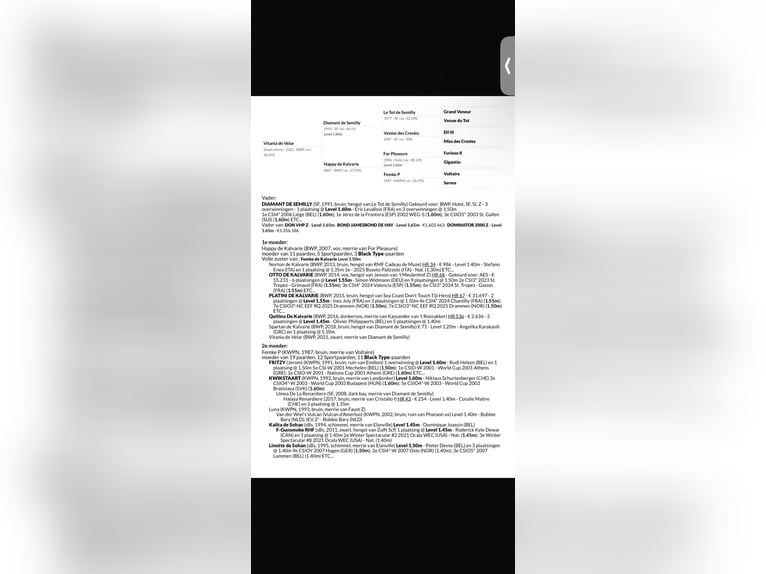 Belgian Warmblood Stallion 1 year Overo-all-colors in Neerharen