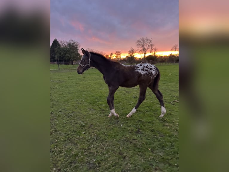 Belgian Warmblood Stallion 1 year Overo-all-colors in Neerharen